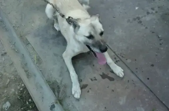 Пропал пёс возле остановок «ЛДС Сибирь» и «Дом Одежды» в Новосибирске
