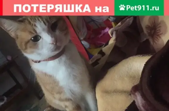 Пропала кошка в Дальнегорске, район «госбанк», откликается на имя «Фрося», на ошейнике номер телефона.