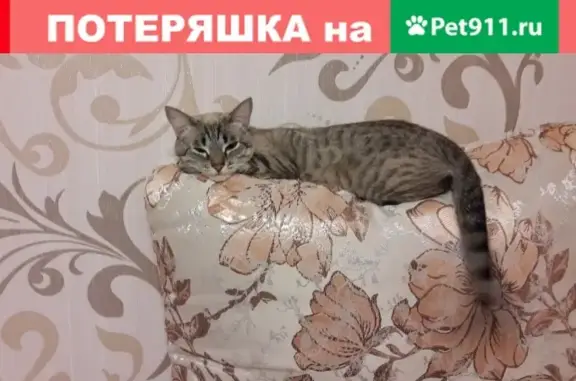 Кошки потеряшки, Октябрьский, фото: Потеряшка кошка в поселке Октябрьский