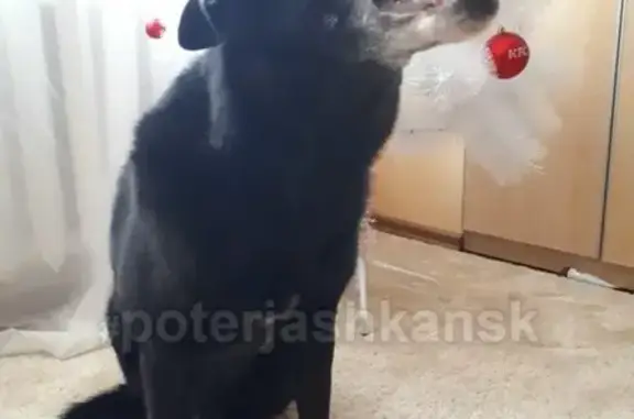 Пропала собака в Дзержинском районе, Новосибирск - Тоник, черный окрас.