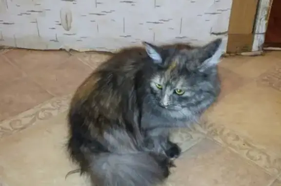Найдена кошка на П. Савельева в Твери