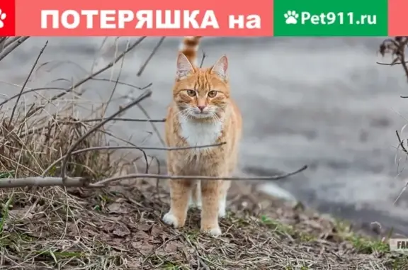 Найден кот на территории школы в Брянске