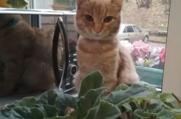 Кошки потеряшки, Смоленск, фото: Потеряшка кот рыжего окраса на ул. 12 лет Октября 2а!