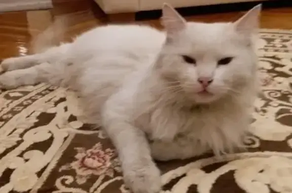 Найден белый кот на Новой Басманной, Москва.