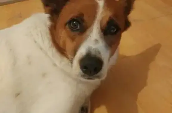 Найдена собака в заельцовском районе Новосибирска