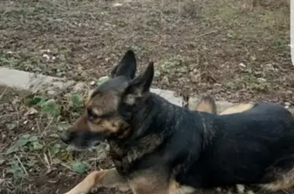 Найдена собака в Симферополе на улице Данилова