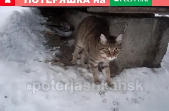 Найден кот на ул. Рассветной, Новосибирск
