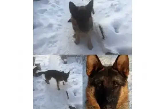 Собаки потеряшки, СТ Бугач, фото: Потеряшка собака в п.Бугач, Красноярск