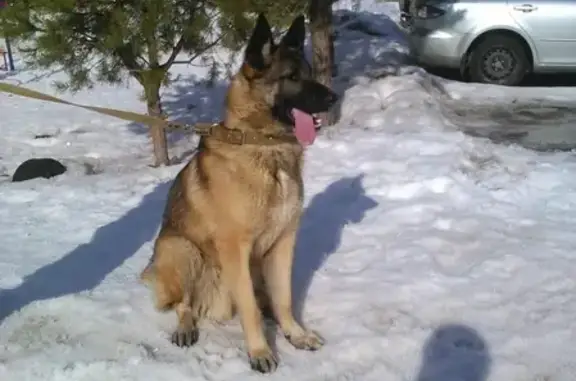 Найдена собака на Петрова, Йошкар-Ола