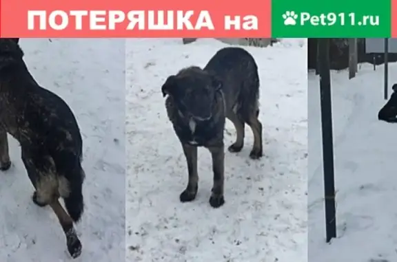 Найдена собака в Кузьмоловском, ЛО