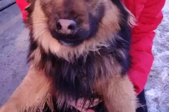 Найдена собака на Красном Холме