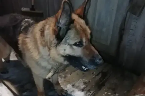 Собака на Большом Верево, Гатчина.