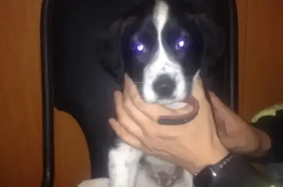 Найден щенок с ошейником в Моршанске