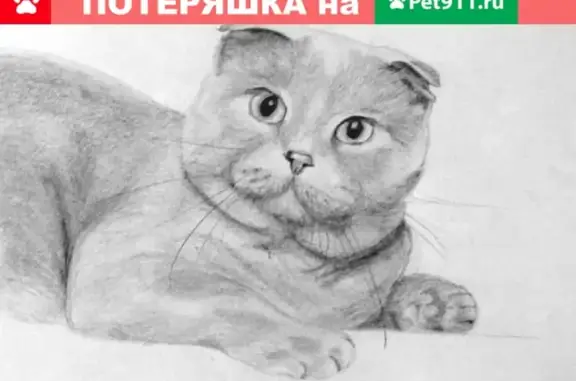 Пропал кот на ул. Вишневой, Саратов