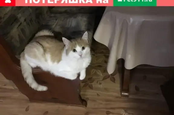 Пропал кот в Новотроицке, 6мкр.
