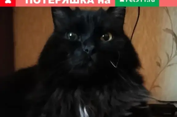 Кошки потеряшки, Москва, фото: Потеряшка взрослый черный кот на Байкальской, 25к3