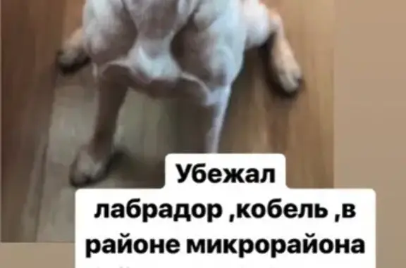Пропала собака в Ангарске, Иркутская область