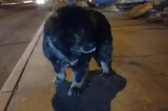 Пропала собака Потап, Москва, 3-я Гражданская ул.