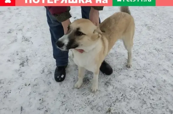 Найдена собака без чипа в Калининском р-оне С-Пб