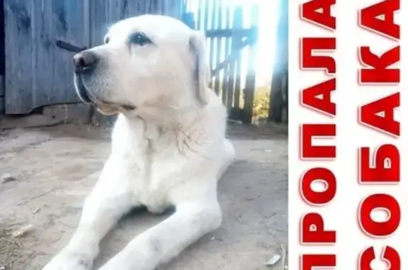 Пропала собака в Кургане, вознаграждение!