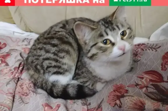 Найдена кошка в Загорянском поселке