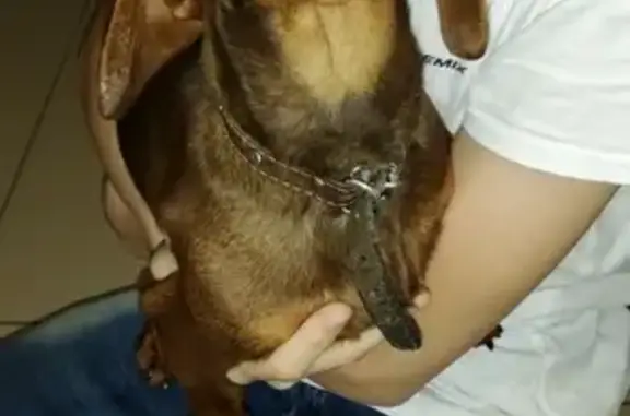 Найдена собака в Ставрополе, поводок оборван