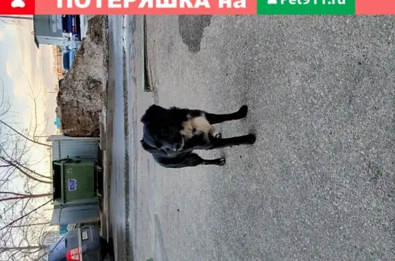 Найдена собака на ул. Гайдара, 18