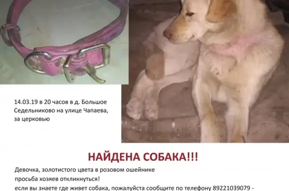 Найдена собака на ул. Чапаева в Большом Седельниково