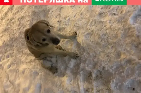 Собака Лабрадор на Малышева 127, Екатеринбург