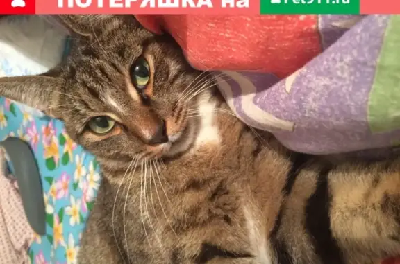 Пропала кошка в Ачинске