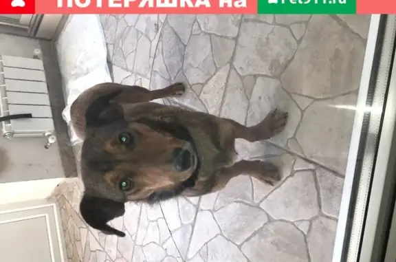 Найдена собака в Волгограде, Подгорный переулок 34