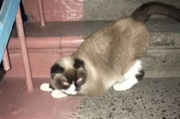 Найдена кошка на Камерном пер. в Омске