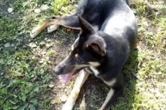 Пропала собака Альба в Верхнем Благовещенске, Амурская область