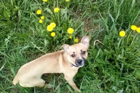 Пропала собака Рич в Копейске, Челябинская область