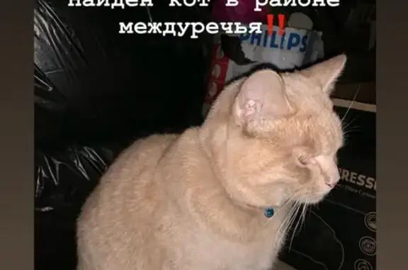 Найден рыжий кот с ошейником в Уссурийске