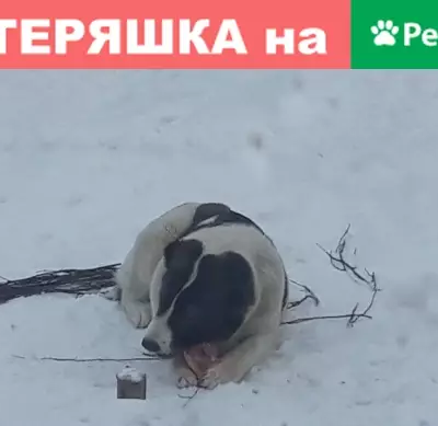 Пропала собака в Нижнем Тагиле