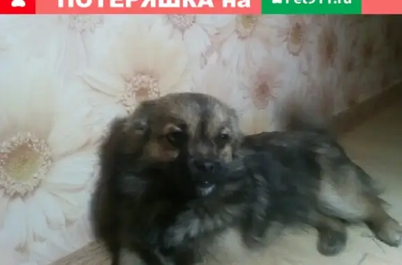 Найдена собака в районе школы милиции на ул. Баргузинской (Чита)