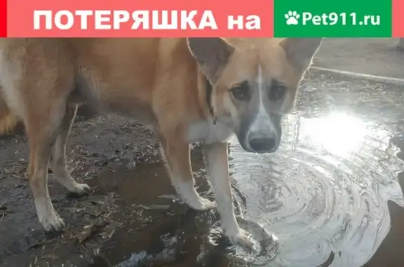 Найден контактный пёс с ошейником в Красноярске