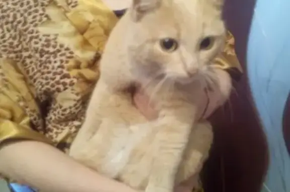 Найден домашний кот в Черногорске