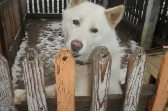 Пропала собака в Русолесье, Пермский край