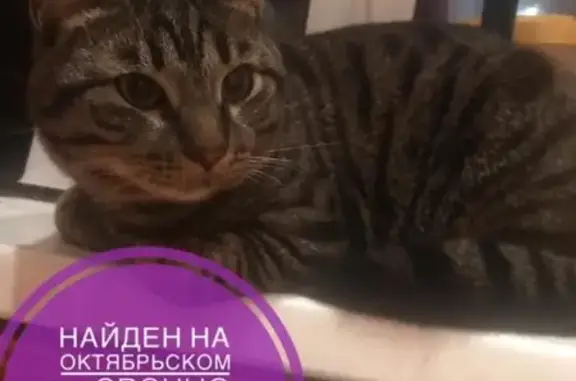Найден кот в Комсомольске-на-Амуре, дом Октябрьский 2