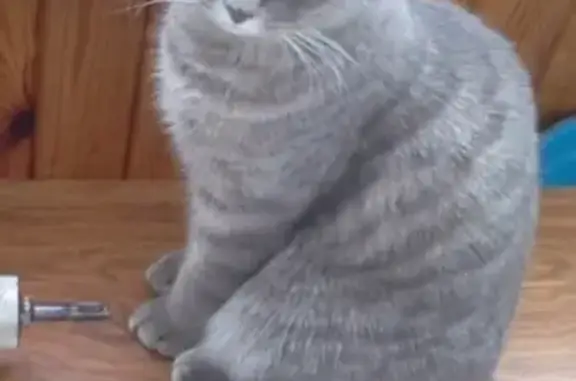 Кошки потеряшки, Киров, фото: Потеряшка кошка на ул. Сормовская 34 (Киров)