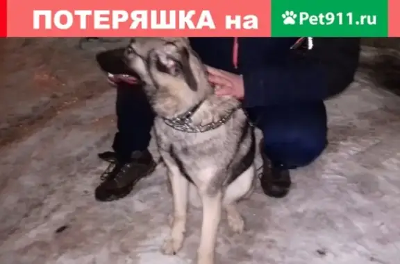 Найдена собака на Устюженской улице в Череповце
