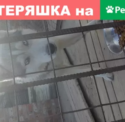 Найдена собака Хаски в аэропорту Астрахани