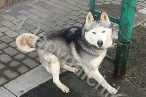 Пропала собака Барон в Нальчике