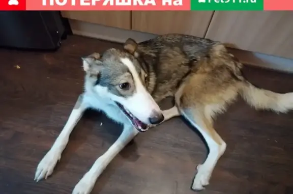 Найдена собака на ул. Интернационалистов, Петрозаводск