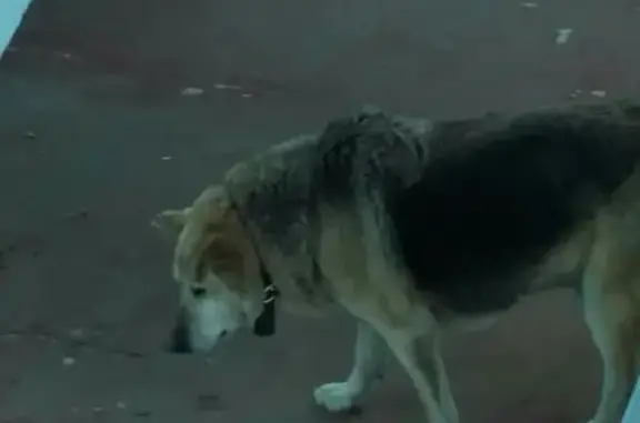 Найдена собака в Московском районе СПб
