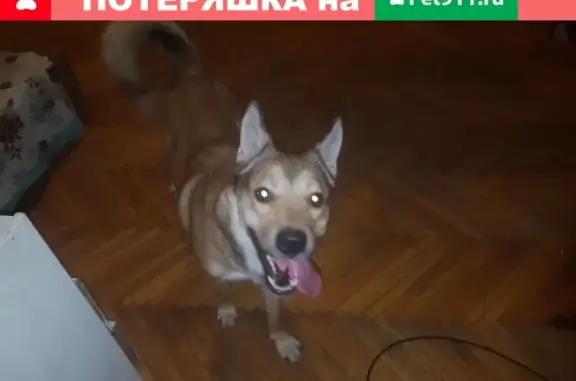Найден рыжий пес в центре Петербурга