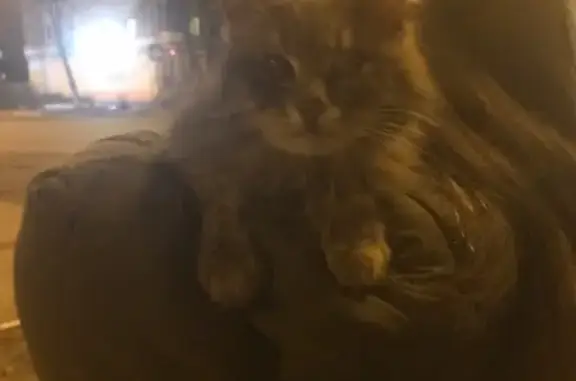 Найден игривый кот в Брянске!