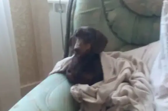 Собаки потеряшки, Москва, фото: Потеряшка собака на ул. Академика Виноградова, 9 (Россия, Москва)